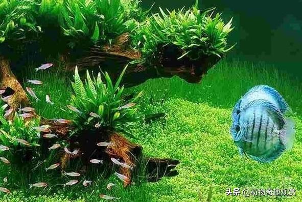 草缸养鱼的数量上限:草缸养鱼如何控制数量 草缸里可以养什么稍微大一点的鱼？