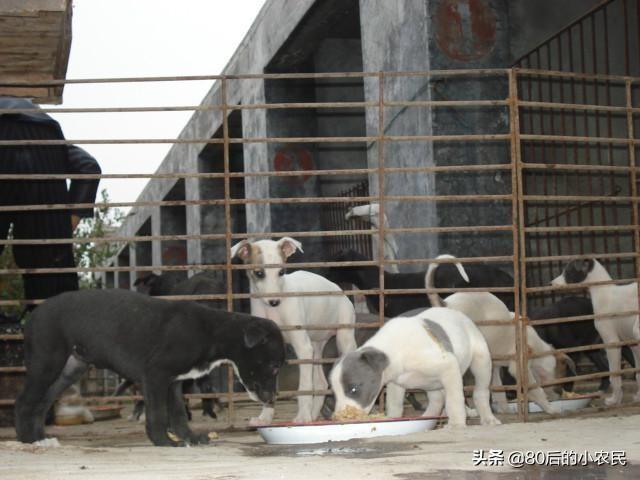 邵阳养肉食狗养殖价格:我家在农村。想办个厂养土狗能赚钱吗？