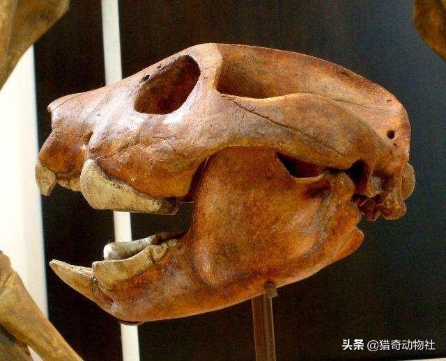 鬃狼:养狼的人一般很少被咬，而养混血狼的基本都被咬过，为什么？