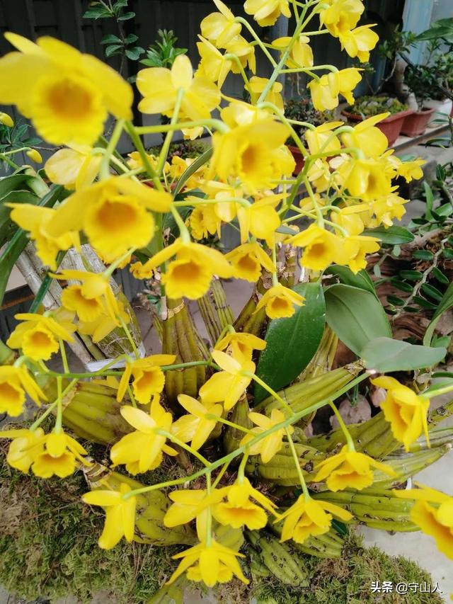 石斛图片,石斛的种类包括哪些？作用各有何不同？