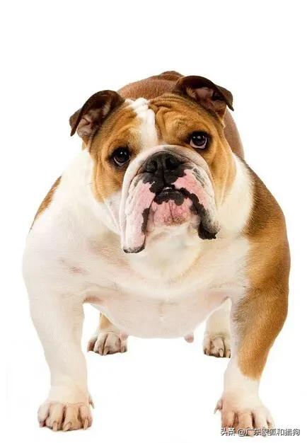 中型警卫犬:第一次养狗如何选择狗狗品种？