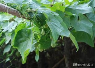 农村的佛手瓜如何播种，露地种植佛手瓜有哪些高产管理技术