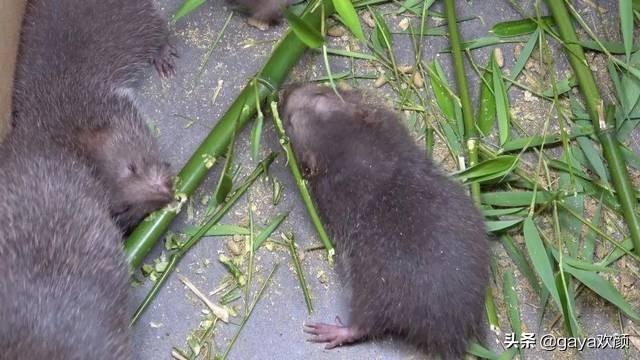 华农兄弟天天吃竹鼠不会腻吗？