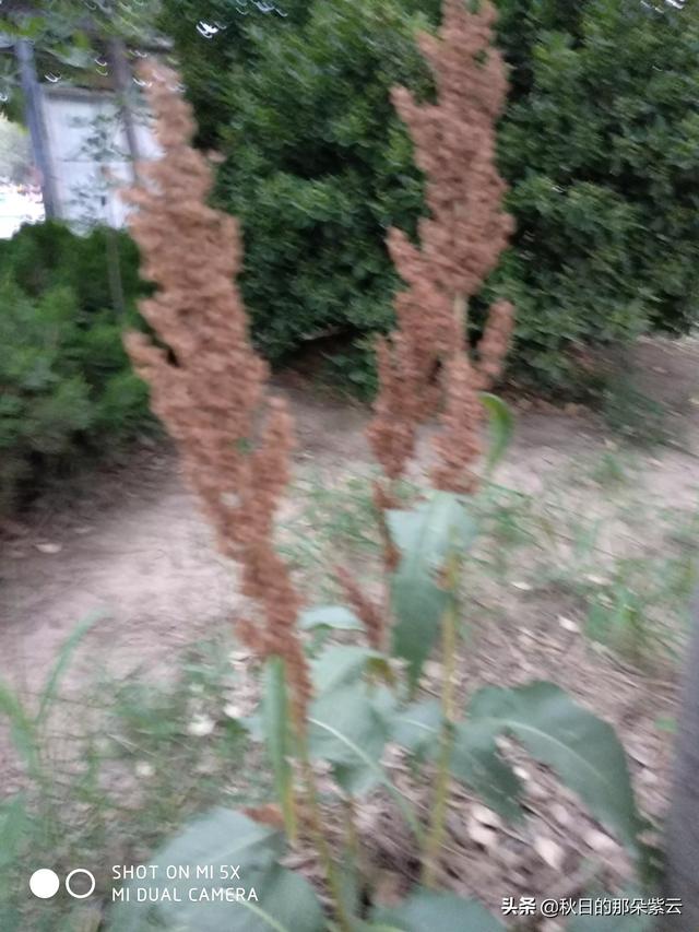 傅莹父亲:71岁的我闲不住不愿加入老人队伍闲聊，还在打工，这样做对吗？