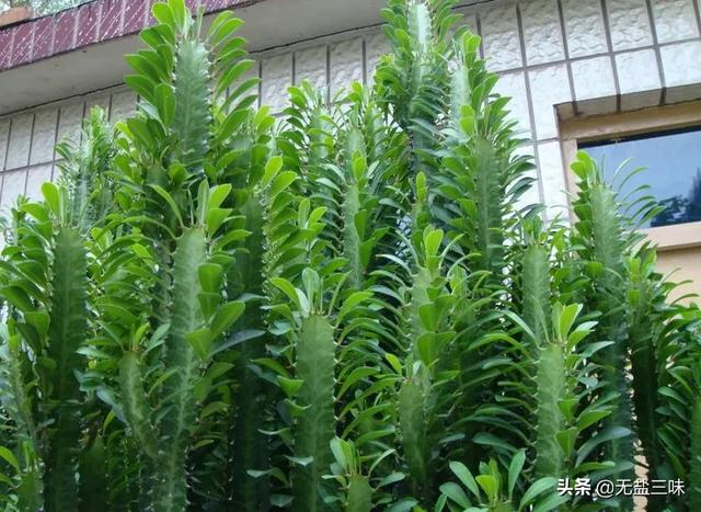 量天尺的养殖方法:麒麟掌的养殖方法是什么？