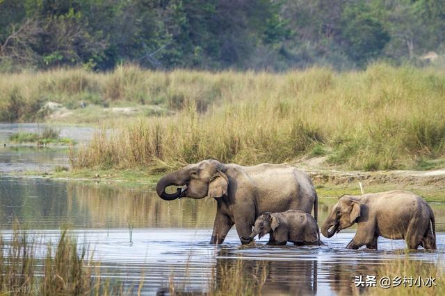 中国人为保护象群有多努力?最近北上的大象会不会来到河南，回到古时的故乡？