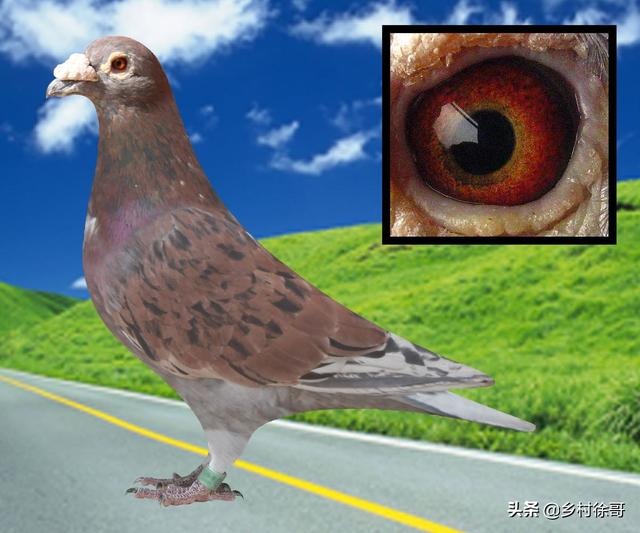 头条问答 - 大红袍鸽子和西翁鸽是一个品种吗?这两个鸽哪个更能飞?