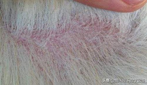 狗有皮肤病传染人吗:狗皮肤病会不会传染给人 人狗会互相传染疾病吗，比如感冒？