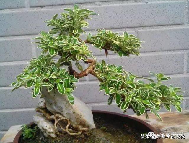 盆景六月雪怎么养护:盆栽六月雪需要注意什么？