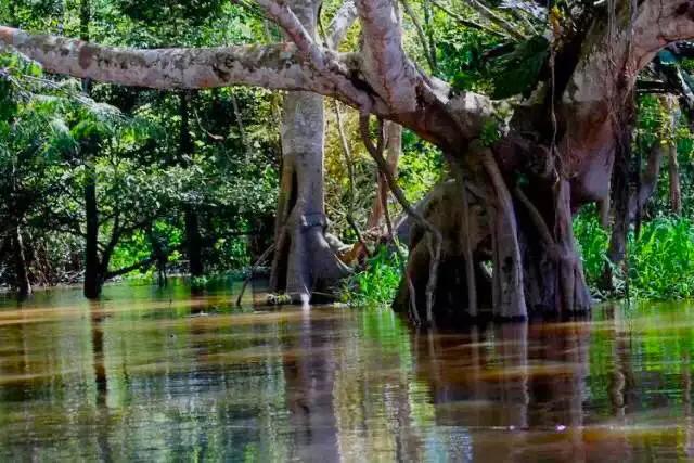 佐埃人 亚马逊之泪，被称为地球之肺的亚马逊热带雨林，到底有多可怕