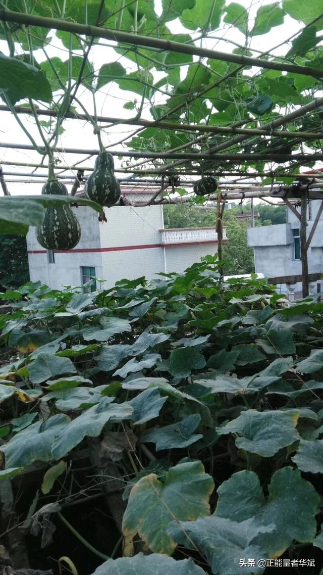 小狗种鲜花在线玩:当你老了，你会选择在城市打麻将遛狗，还是在乡下种种菜养养花？