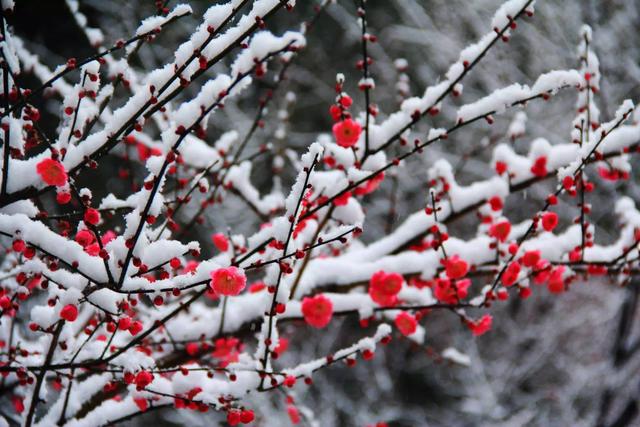 卢梅坡名气不大,为何两首《雪梅》却写得流传千古？有几个名句？