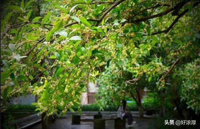 中庭是什么意思，中庭地白树栖鸦的中庭什么意思？