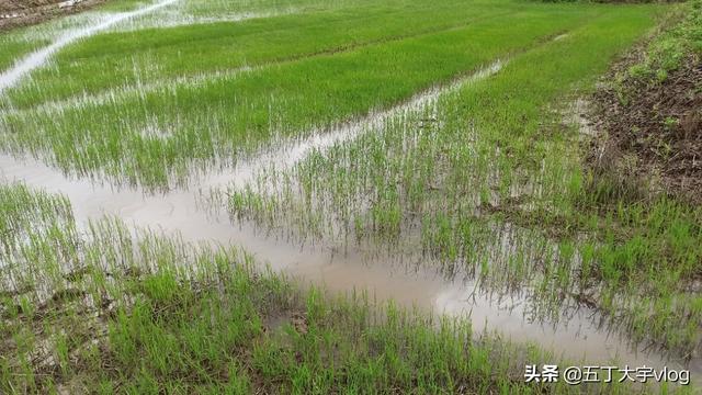 水稻要怎么种 谁知道南方种水稻的步骤？