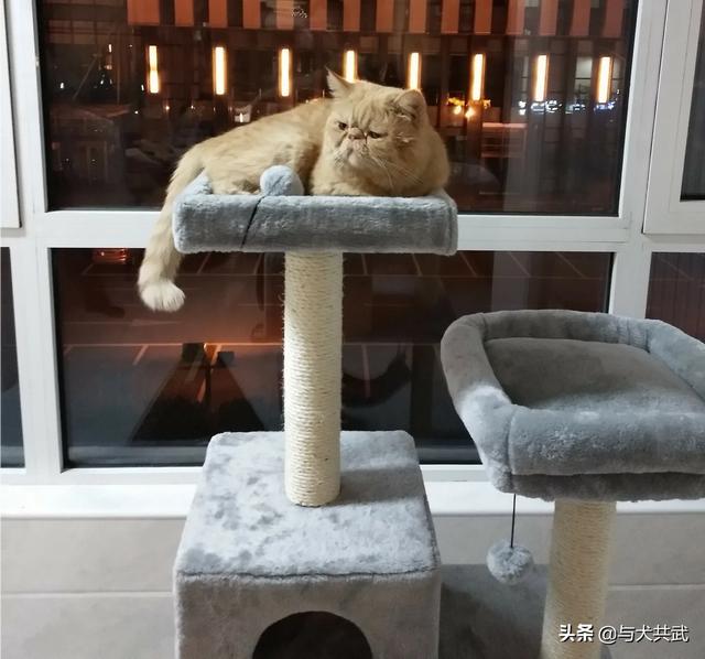 猫捉老鼠酷跑:两只猫天天在家跑酷，每天搞得乱七八糟怎么办？