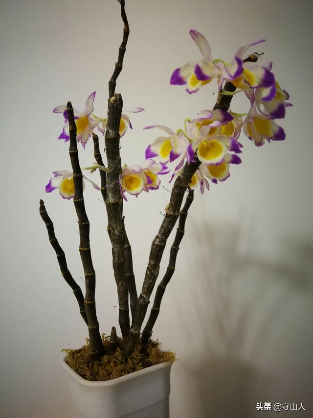 石斛图片,石斛的种类包括哪些？作用各有何不同？