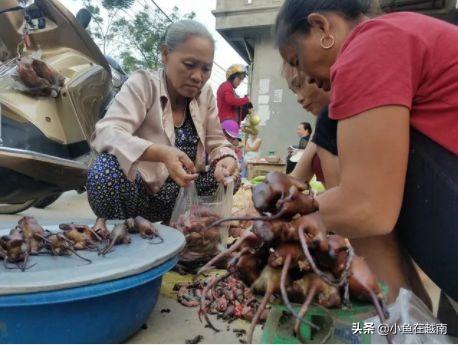 越南人为什么如此喜欢吃老鼠？