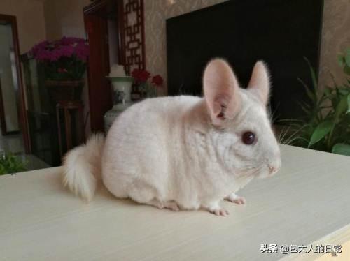龙猫价格:龙猫价格，龙猫多少钱一只，龙猫好养吗？ 龙猫价格表2021