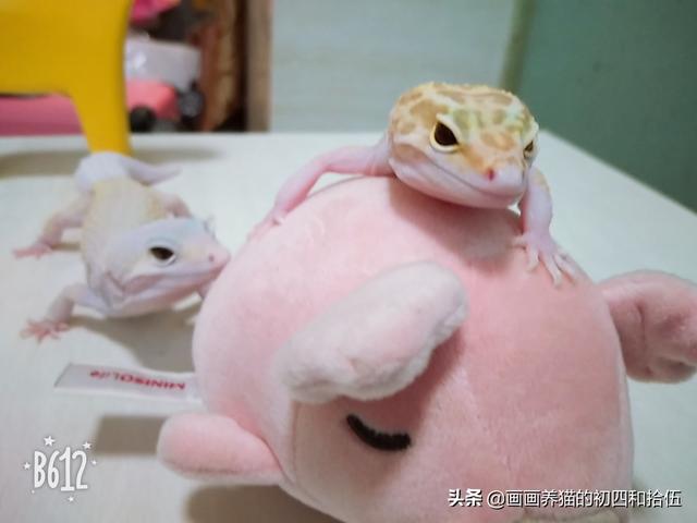 豹纹守宫饲养环境布置:豹纹守宫得肺炎有些什么症状？该如何治疗？