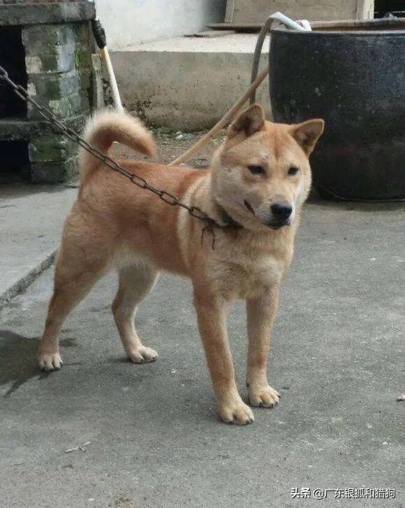红珍珠狗头饲养:中华田园犬怎么养？寿命多长？
