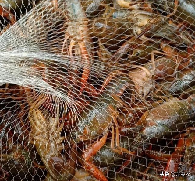 日本对虾养殖论坛:日本的对虾养殖技术怎么样 现在铺天盖地的养虾广告靠谱吗？还保价回收？