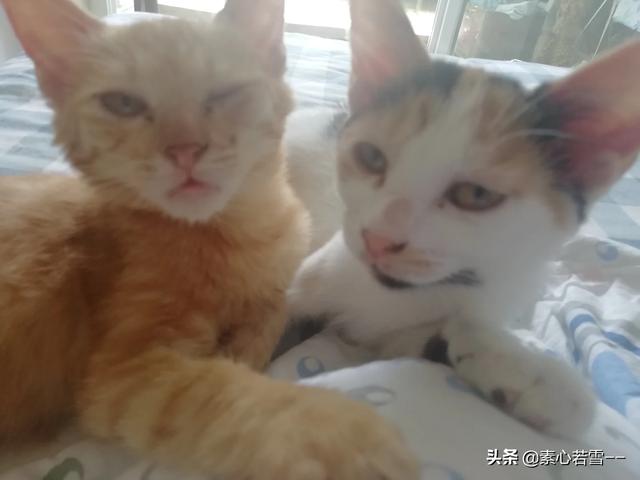 女子收养流浪猫狗感染细菌:收养流浪狗要做什么事情？