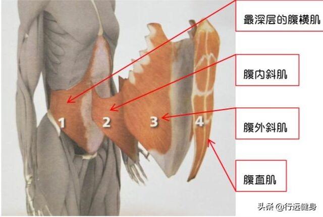 练习平板支撑是否会损伤腰椎？