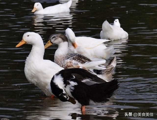樱桃谷鸭的祖籍是在哪里，鸭子的寿命是多久，几年以上的营养价值最高