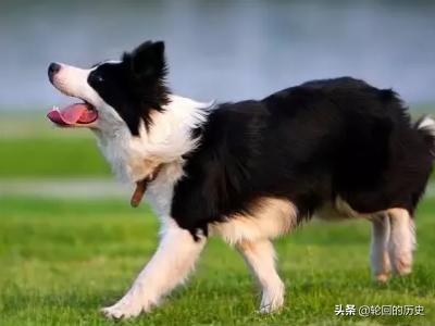 狗狗绝育手术后护理:狗狗做绝育应当注意哪些事项？