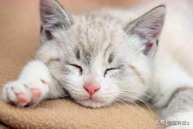 怎么确定猫认主人了?:如果自家的猫咪跑丢了，再遇见它，它会认识你吗？