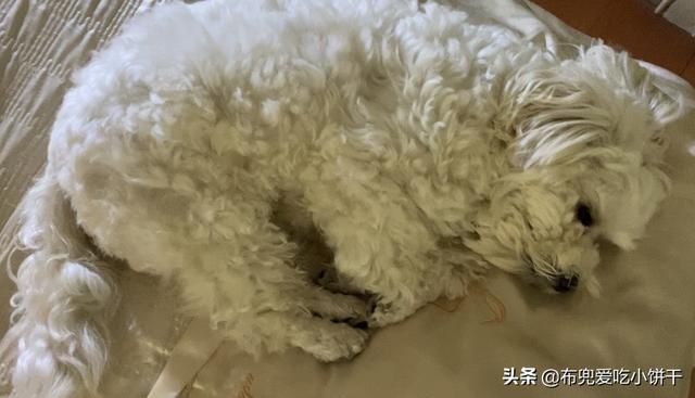 宠物与我:狗狗晚上总是喜欢跳上床跟我睡，咋办？ 宠物与我合集