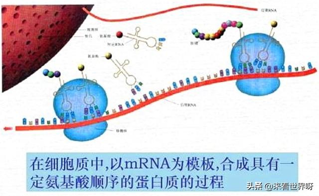 国外肉锥花属种子网站:人类现有的科技水平能不能造出植物种子？为何？