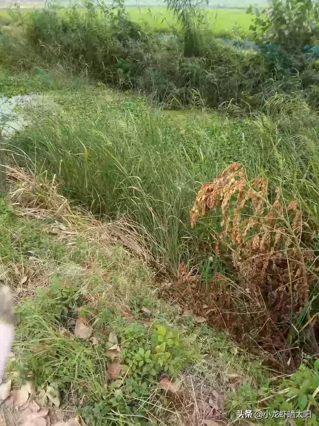 水草能在火山石生长么?:水草可以提高小龙虾生长品质吗？