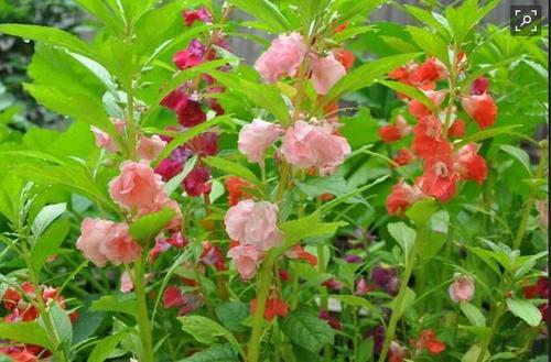 小型观花植物:家里空间小有什么适合养的植物？