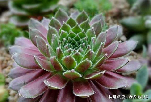 长生草属多肉植物图片:长生草多肉植物图鉴大全 紫牡丹多肉的叶片全部包着算是正常吗？怎么办？
