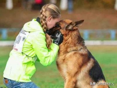 男子被牧羊犬袭击知道:有人说德国牧羊犬比较凶，能不能当导盲犬呢？