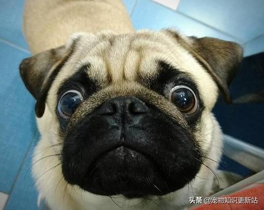 上海巴哥犬论坛:养巴哥犬的人深有体会的烦恼有哪些？