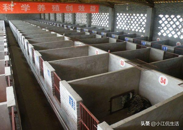 牛头梗豪猪:养豪猪有前途吗，如何养殖？