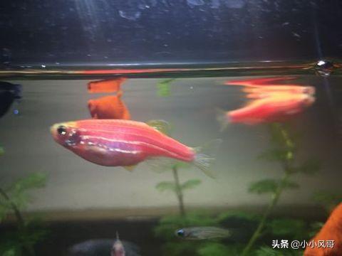 我鱼缸里的斑马鱼是否已经怀孕,如何繁殖？