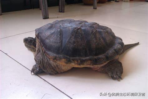 兔子蹦蹦跳跳能活8年左右，狗子跑来跑去能活15年左右，乌龟什么也不干能活150年左右，对此你怎么看？