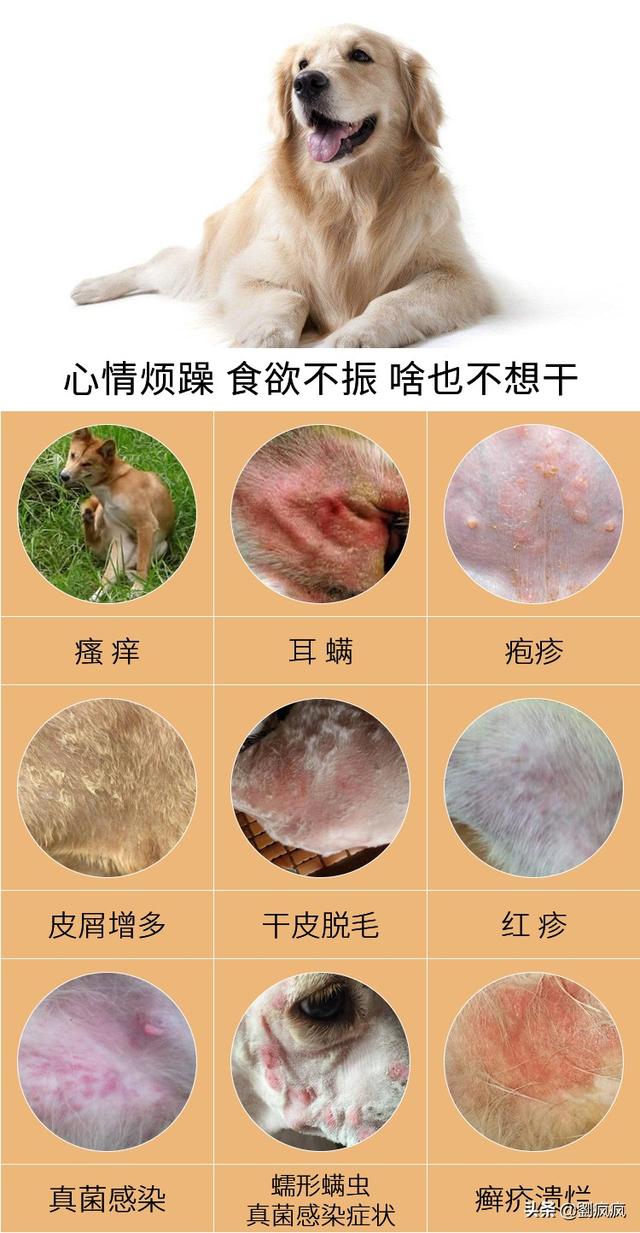 头条问答 狗狗得了真菌感染怎么办 劉疯疯的回答 0赞