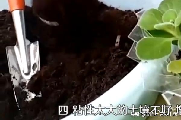 秋季碰碰香怎么养:碰碰香的养殖方法是什么？