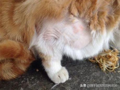 欧洲短毛猫1011欧洲短毛猫:寿命短的猫咪一般会有什么特征？