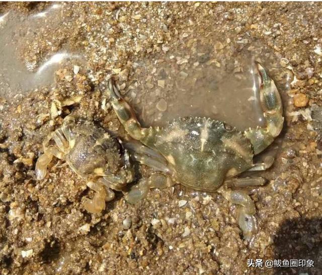 大连赶海里有什么鱼:大连赶海地方叫什么名字 在大连，这个季节在海边岸钓可以钓到什么鱼？