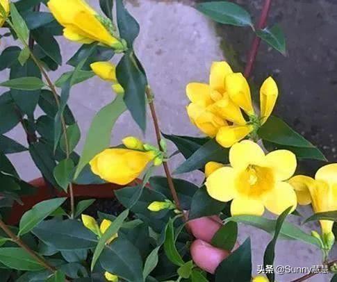 头条问答 - 什么品种的茉莉花适合在东北养?(20个回答)