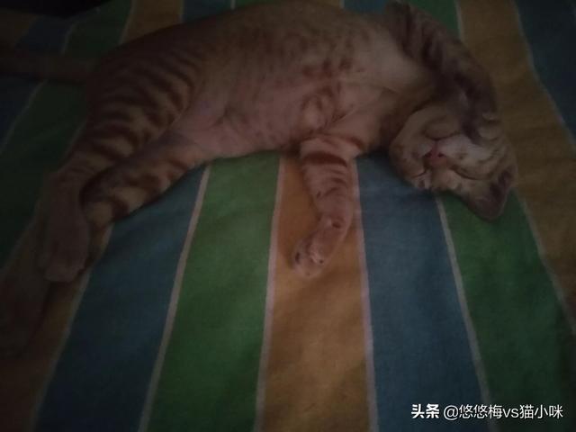 橘猫为什么怕黄瓜:两个月橘猫总咬人，想了好多办法都改不了，怎么办？