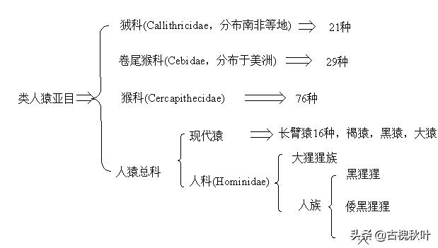 直立无毛猿:在从猿到人的进化过程中，尾巴为什么没有了？