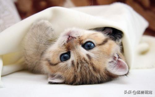 猫咪一般会在什么时候长出猫腮？如何照顾这个时候的猫比较好？插图5