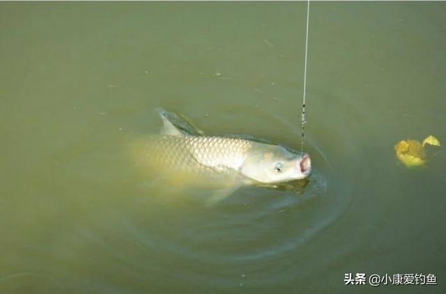草鱼是杂食性鱼类吗，钓草鱼到底是钓浮还是钓底
