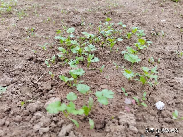 头条问答 什么时候种香菜不出苔 有何种植技巧 37个回答